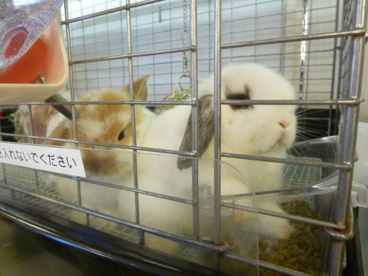 福岡のうさぎ専門店さんへの訪問 浜村動物病院 うさぎさんのページ