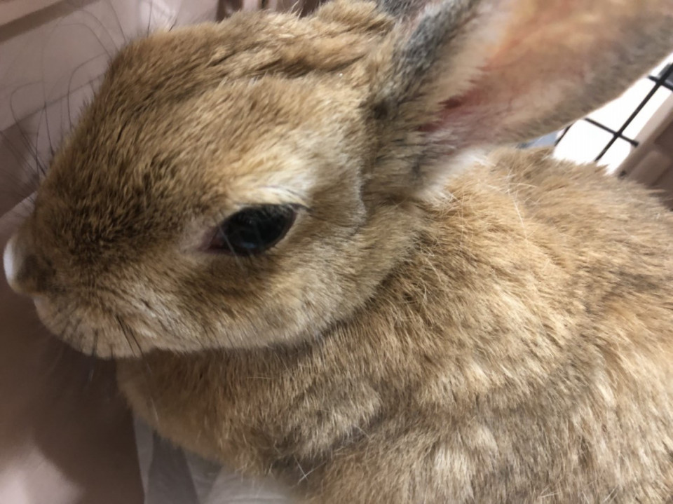 1月ご来院のうさぎさん 浜村動物病院 うさぎさんのページ