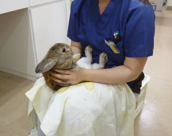 うさぎ 保定 セール タオル