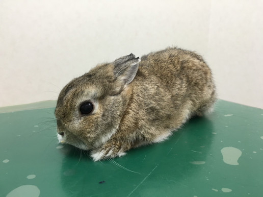 うさぎの肥満 浜村動物病院 うさぎさんのページ