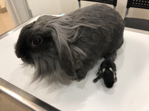 3月ご来院のうさぎさん 浜村動物病院 うさぎさんのページ