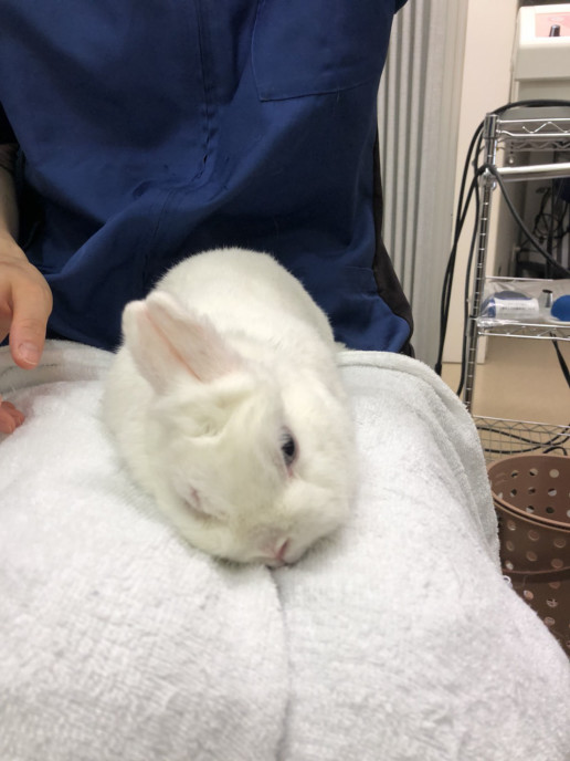 今日のうさぎさん41 浜村動物病院 うさぎさんのページ 今日のうさぎさん41 浜村動物病院 うさぎさんのページ