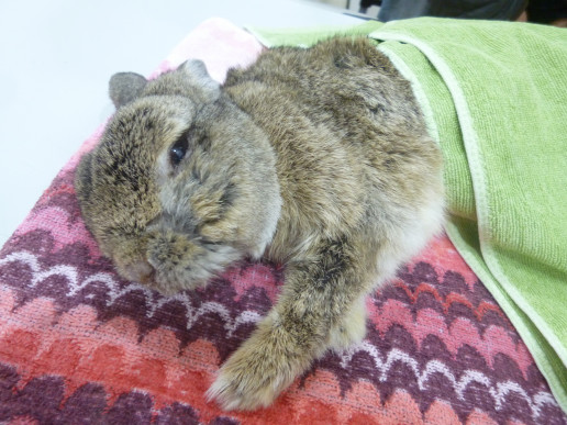 お月様に帰ったうさぎさん 浜村動物病院 うさぎさんのページ