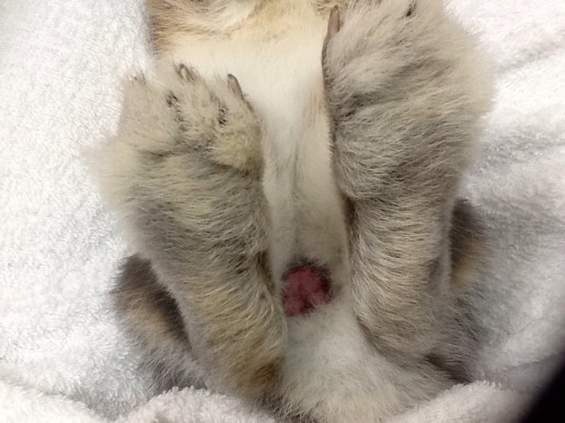 今日のうさぎさん52 浜村動物病院 うさぎさんのページ