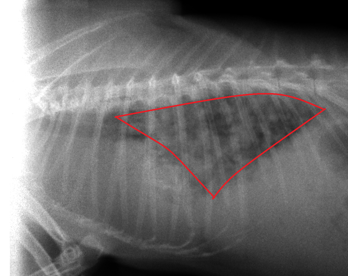 呼吸の悪いうさぎさん  浜村動物病院 うさぎさんのページ