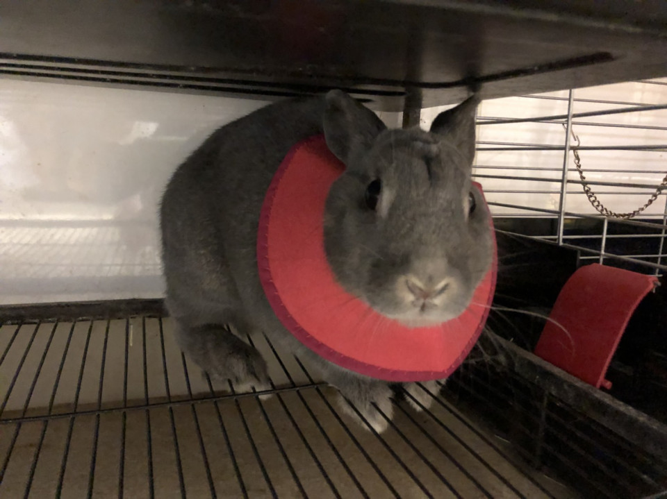 うさぎさん自傷 浜村動物病院 うさぎさんのページ