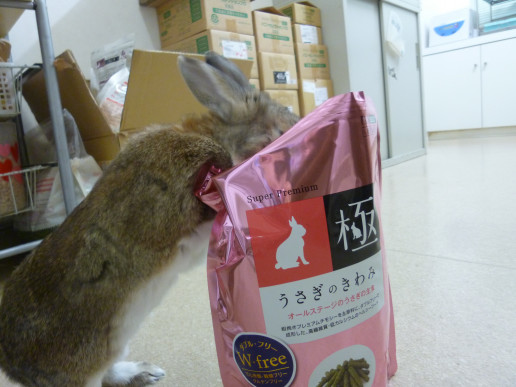 ハイペットさんの商品紹介 浜村動物病院 うさぎさんのページ