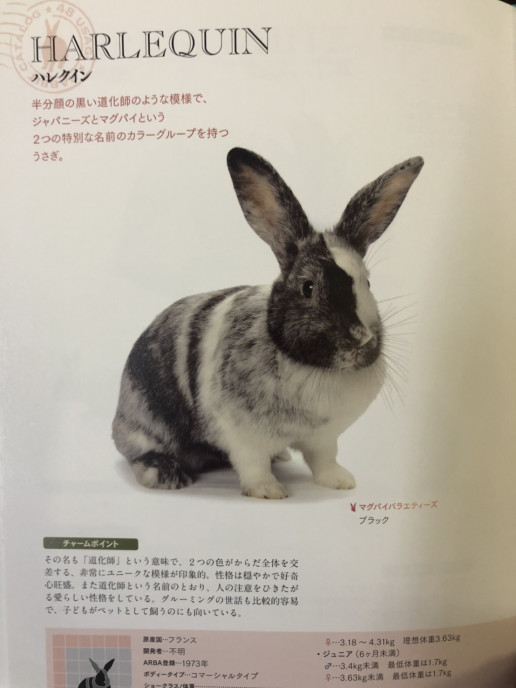 珍しい模様のうさぎさん 浜村動物病院 うさぎさんのページ 珍しい模様のうさぎさん 浜村動物病院 うさぎさんのページ