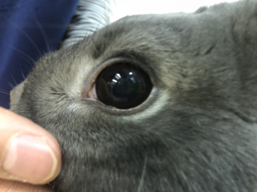 色んな眼 浜村動物病院 うさぎさんのページ