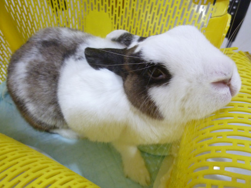 お月様に帰ったうさぎさん 浜村動物病院 うさぎさんのページ