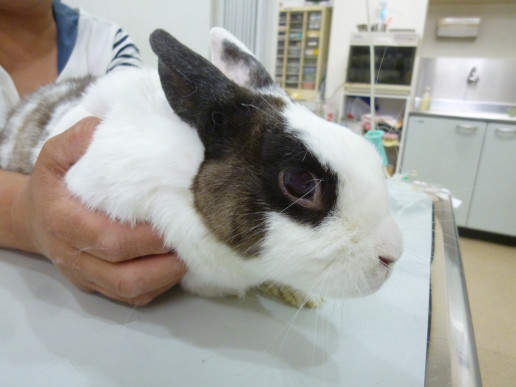 お月様に帰ったうさぎさん 浜村動物病院 うさぎさんのページ