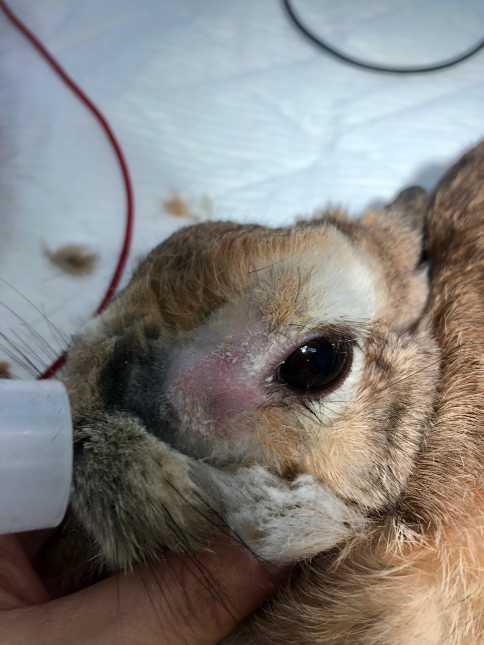 うさぎさんの皮膚病 答え 浜村動物病院 うさぎさんのページ