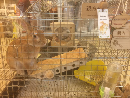 大阪のうさぎ専門店さんへの訪問 浜村動物病院 うさぎさんのページ 大阪のうさぎ専門店さんへの訪問 浜村動物病院 うさぎさんのページ