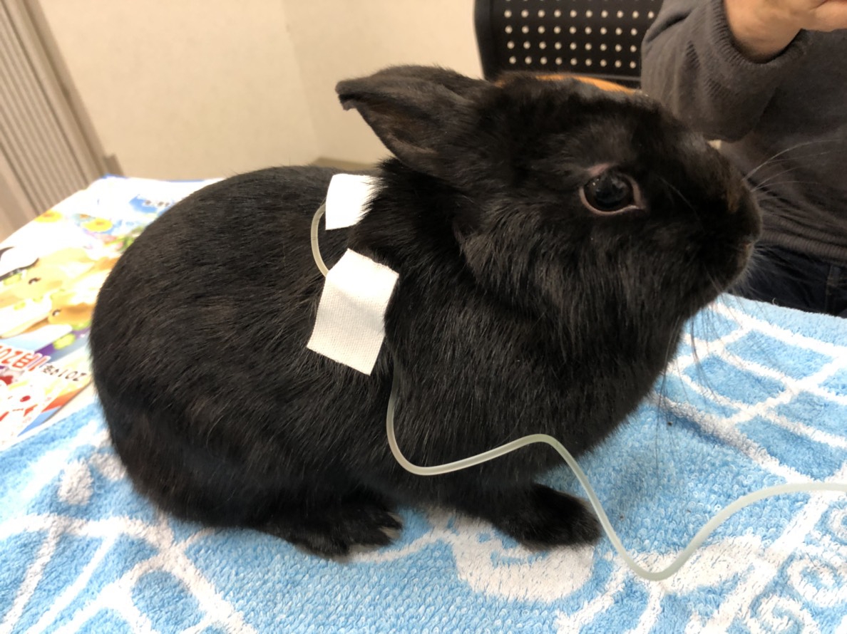12月ご来院のうさぎさん 浜村動物病院 うさぎさんのページ