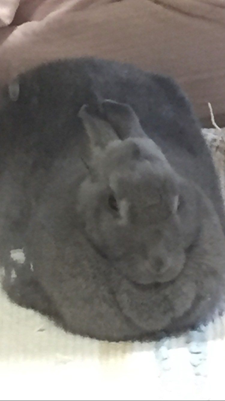 うさぎの肥満 浜村動物病院 うさぎさんのページ