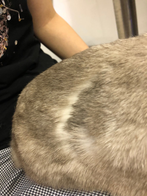 うさぎさんの皮膚病 答え 浜村動物病院 うさぎさんのページ うさぎさんの皮膚病 答え 浜村動物病院 うさぎさんのページ