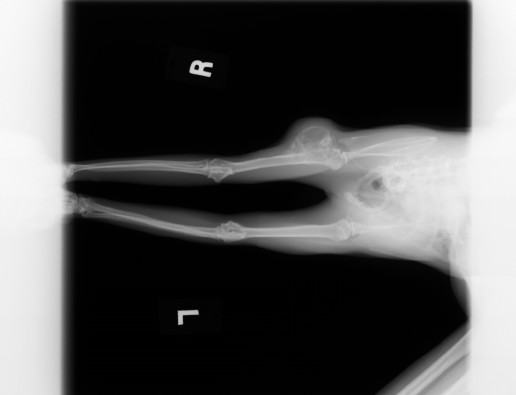 うさぎの悪性腫瘍 浜村動物病院 うさぎさんのページ うさぎの悪性腫瘍 浜村動物病院 うさぎさんのページ