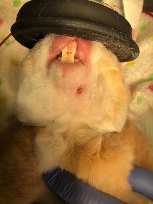 前歯を抜いたうさぎさん 浜村動物病院 うさぎさんのページ 前歯を抜いたうさぎさん 浜村動物病院 うさぎさんのページ