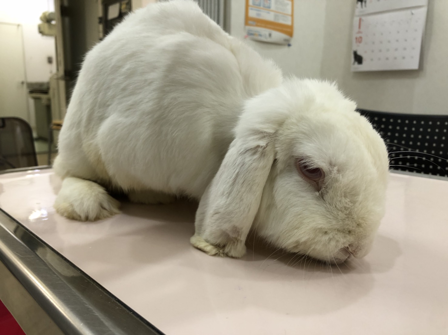 腹腔内膿瘍 浜村動物病院 うさぎさんのページ