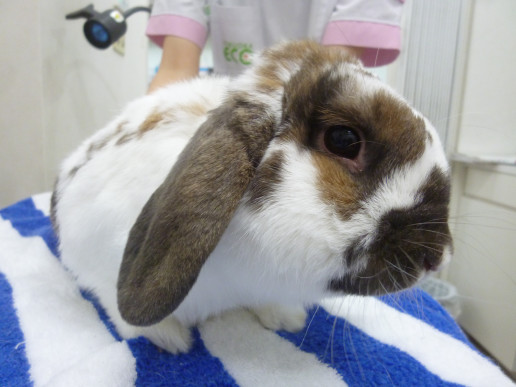 6月ご来院のうさぎさん 浜村動物病院 うさぎさんのページ 6月ご来院のうさぎさん 浜村動物病院 うさぎさんのページ
