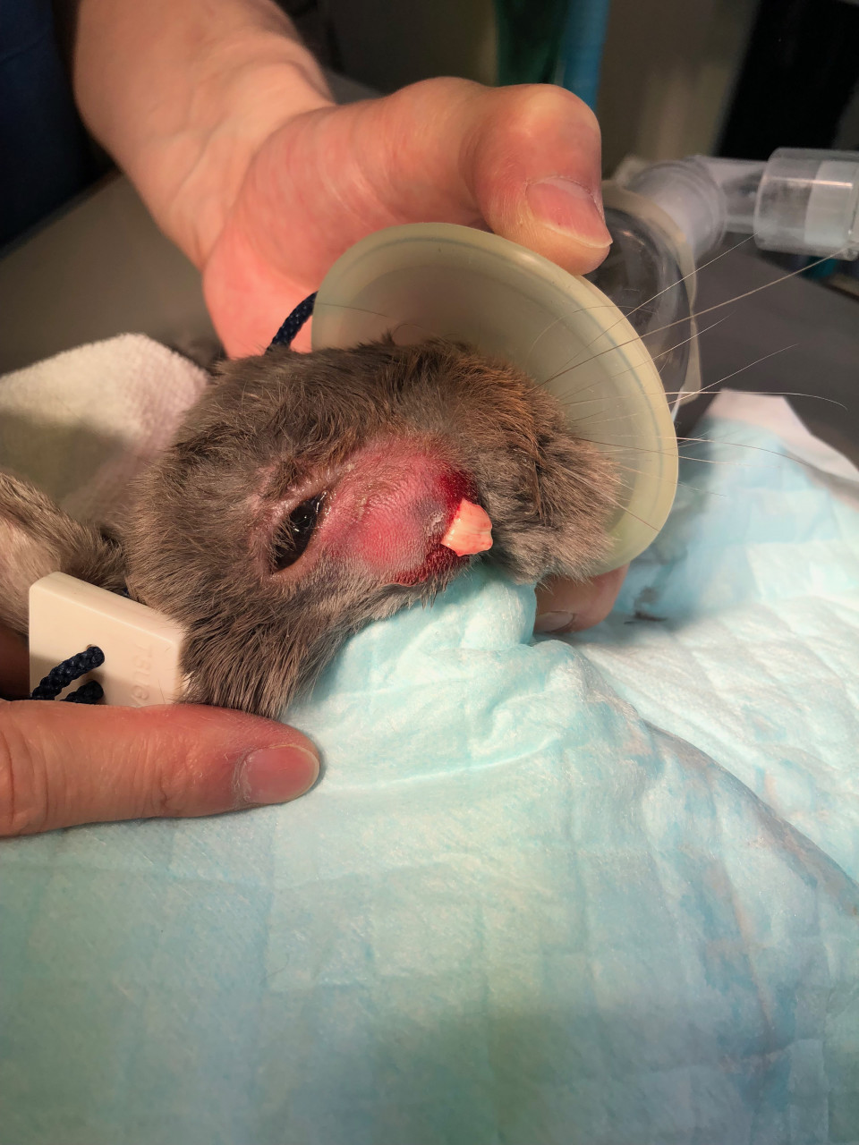 今日のうさぎさん44 浜村動物病院 うさぎさんのページ
