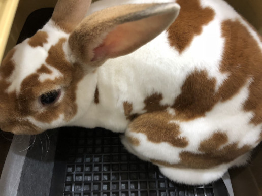 8月ご来院のうさぎさん 浜村動物病院 うさぎさんのページ 8月ご来院のうさぎさん 浜村動物病院 うさぎさんのページ