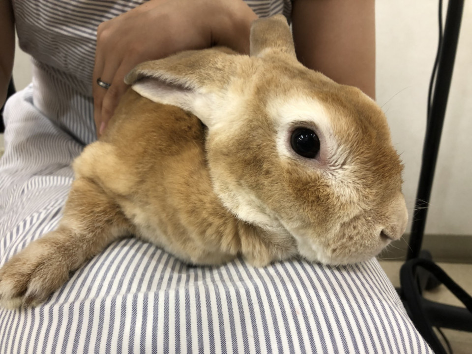 前歯を抜いたうさぎさん 浜村動物病院 うさぎさんのページ