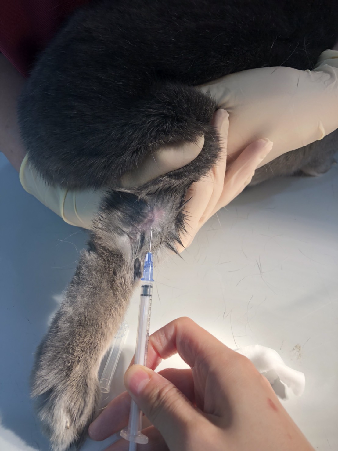 うさぎさんの血液検査の意義①  浜村動物病院 うさぎさんのページ