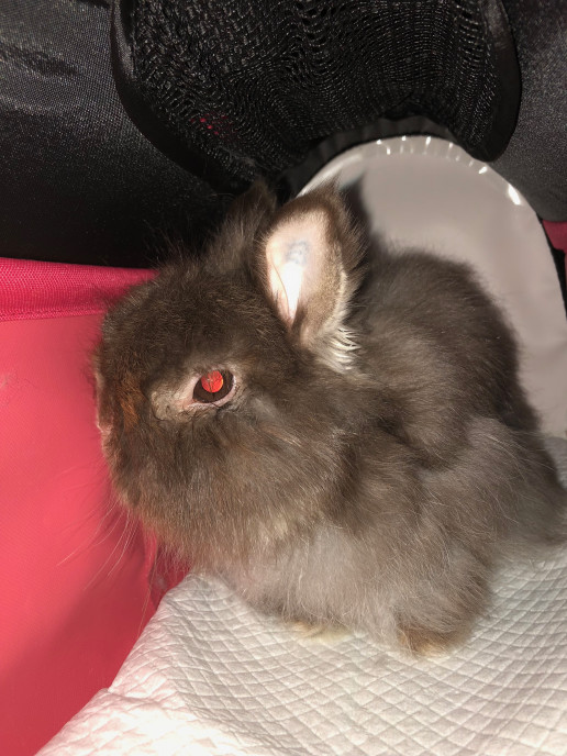 うさぎさんの皮膚病 答え 浜村動物病院 うさぎさんのページ うさぎさんの皮膚病 答え 浜村動物病院 うさぎさんのページ