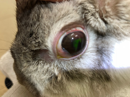 眼に傷のできたうさぎさん 浜村動物病院 うさぎさんのページ 眼に傷のできたうさぎさん 浜村動物病院 うさぎさんのページ