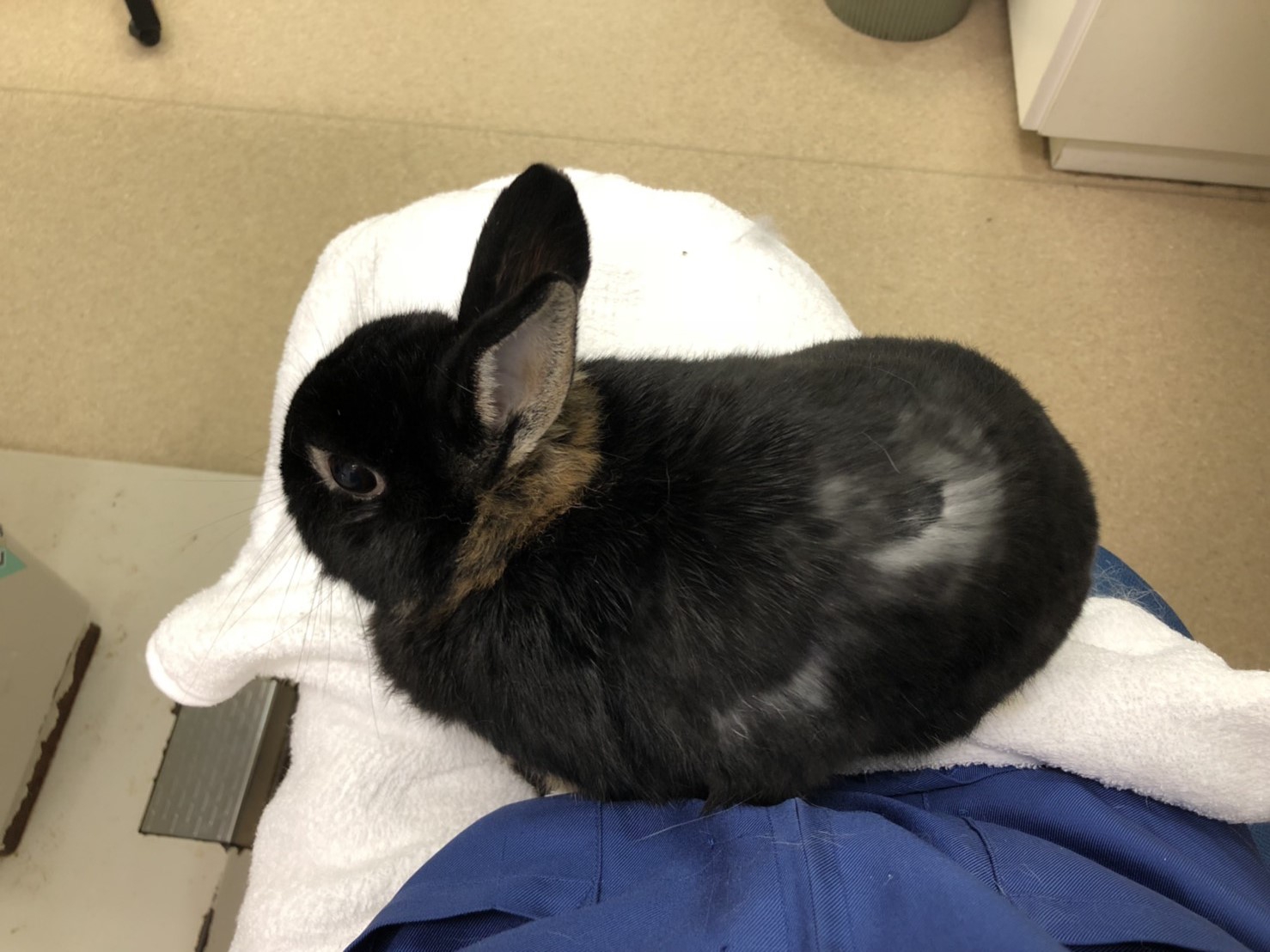 今日のうさぎさん42 浜村動物病院 うさぎさんのページ