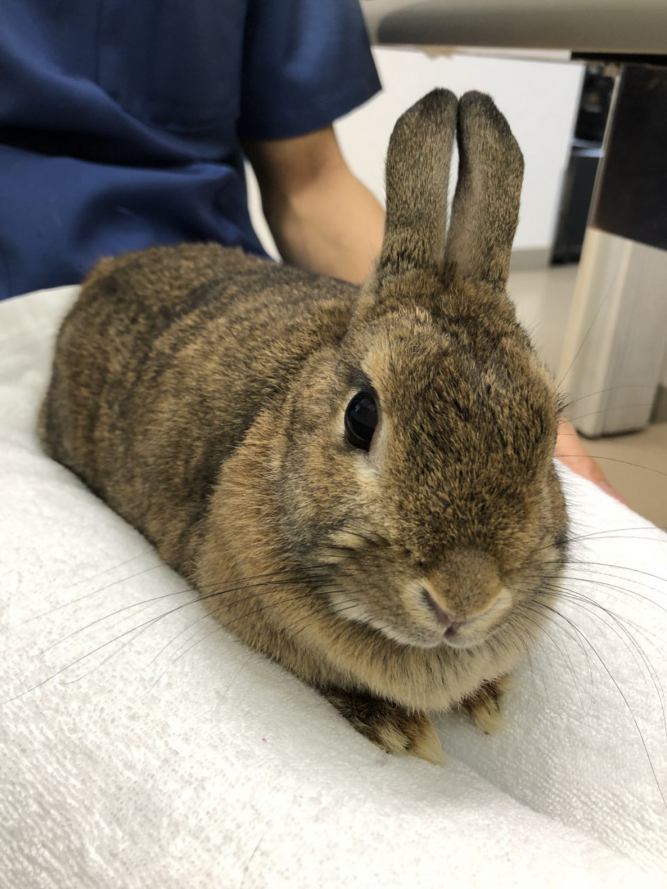 今日のうさぎさん おしっこが出ない 浜村動物病院 うさぎさんのページ