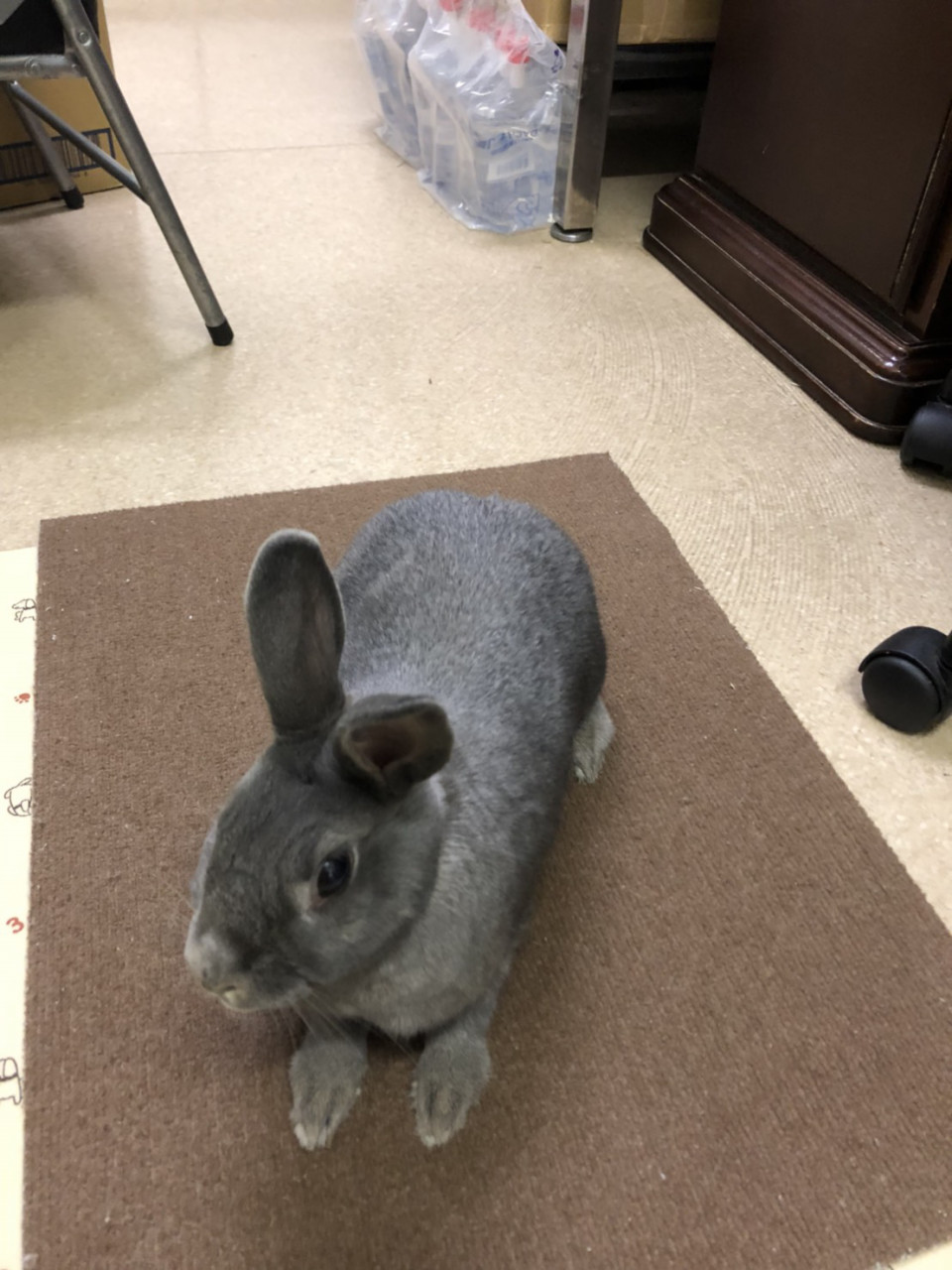 部屋のものを齧る 浜村動物病院 うさぎさんのページ