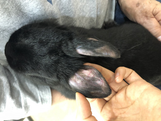 毛が生えてきました 浜村動物病院 うさぎさんのページ
