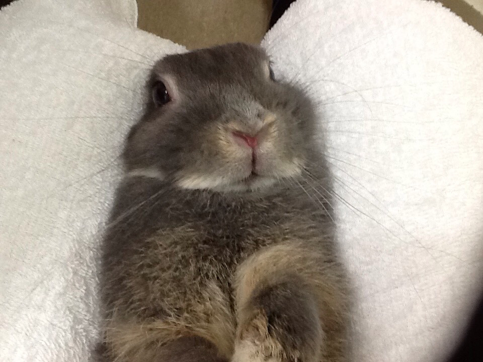 今日のうさぎさん52 浜村動物病院 うさぎさんのページ