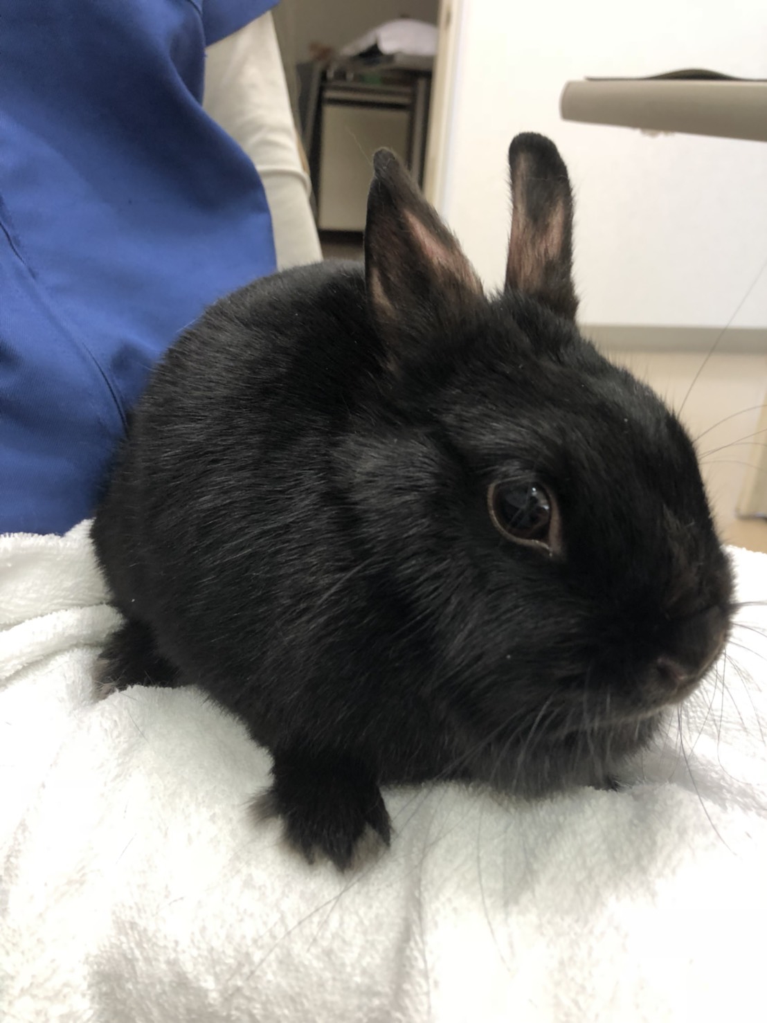 今日のうさぎさん31 浜村動物病院 うさぎさんのページ