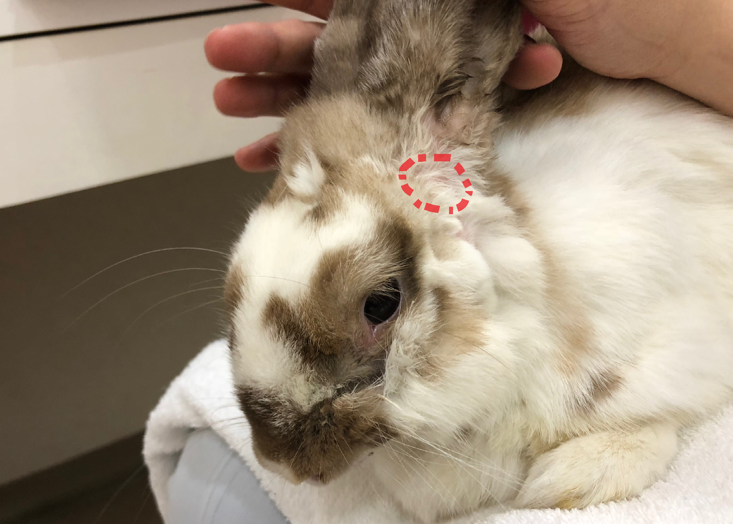 今日のうさぎさん44 浜村動物病院 うさぎさんのページ