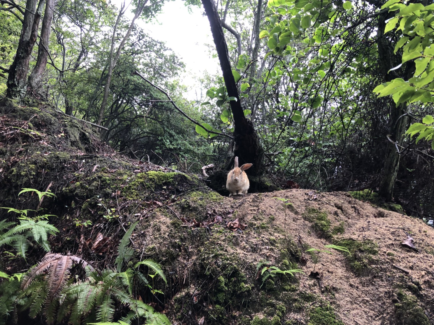 大久野島うさぎ 浜村動物病院 うさぎさんのページ