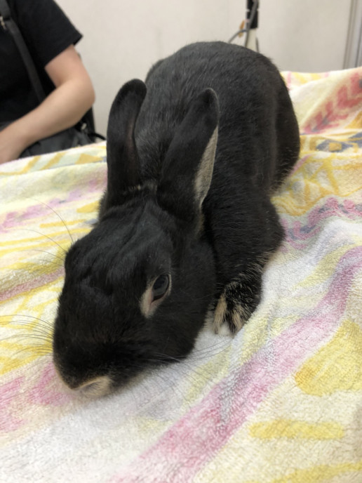 8月ご来院のうさぎさん 浜村動物病院 うさぎさんのページ