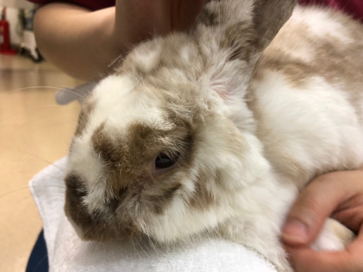 今日のうさぎさん44 浜村動物病院 うさぎさんのページ