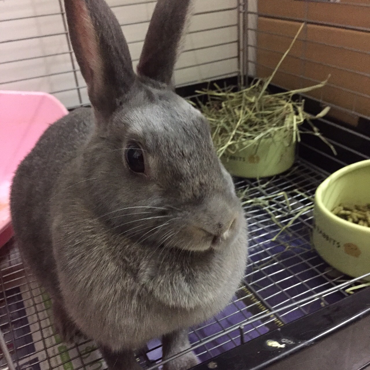 うさぎの雌雄鑑別 浜村動物病院 うさぎさんのページ