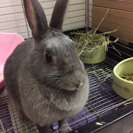 うさぎの雌雄鑑別 浜村動物病院 うさぎさんのページ