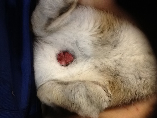 うさぎさんの皮膚病 答え 浜村動物病院 うさぎさんのページ うさぎさんの皮膚病 答え 浜村動物病院 うさぎさんのページ