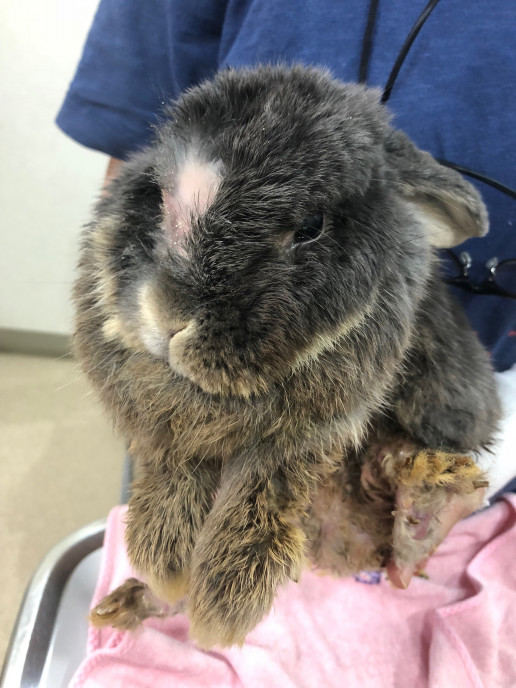 うさぎさんの皮膚病 答え 浜村動物病院 うさぎさんのページ