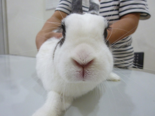 お月様に帰ったうさぎさん 浜村動物病院 うさぎさんのページ