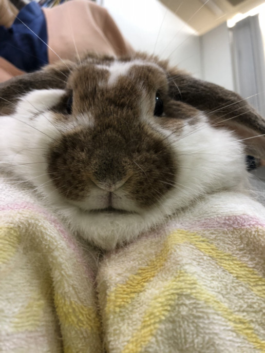 今日のうさぎさん21 浜村動物病院 うさぎさんのページ