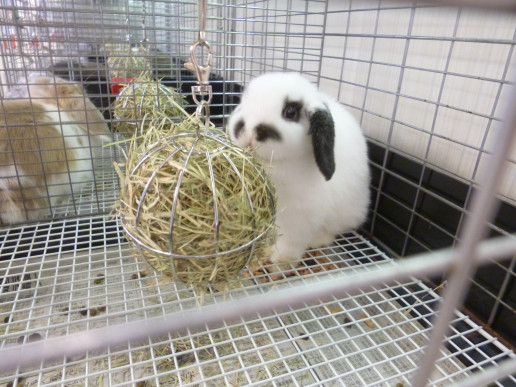 福岡のうさぎ専門店さんへの訪問 浜村動物病院 うさぎさんのページ