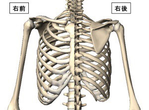 276 上半身の大事な骨について 三重県で唯一のパーソナルトレーニングスタイル 今の自分よりさらに健康でキレイになりたいあなたへ