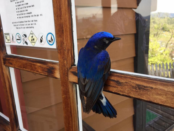 幸せの青い鳥 公式 櫟 Ichii