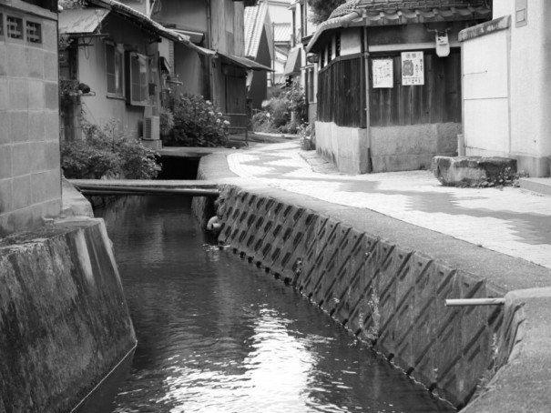 中町 城下川の花筏 6月8日 ナバリズム